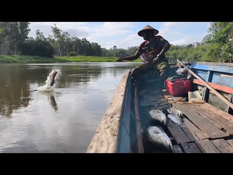Видео: Ужас!! В местечке Кали Маро Мерауке водятся огромные рыбы-луцианы.