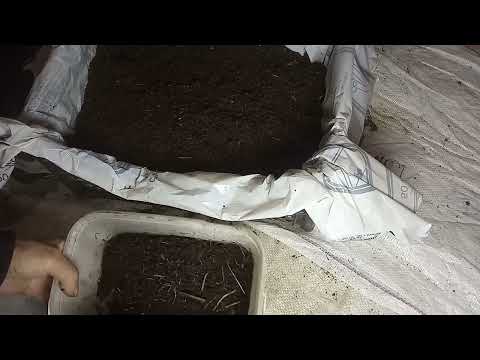 Видео: БН 26 Разведение дикого червя результат спустя 3 месяца после заселения в КРС. 2 часть.