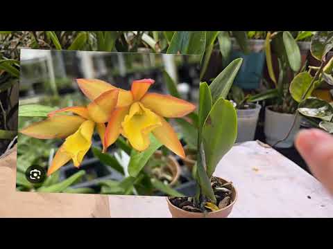 Видео: Распаковка орхидеи с Orchidsbythelake.com