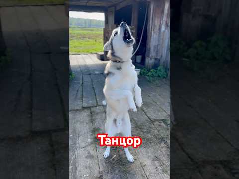 Видео: Танцор Соболь #жизнь #собака #танцор #пёс #прикольнаясобака #прикольный