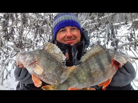 Видео: ШОК! КИЛОГРАММОВЫЕ ОКУНИ ПОД ДЕРЕВОМ! Вот это рыбалка!