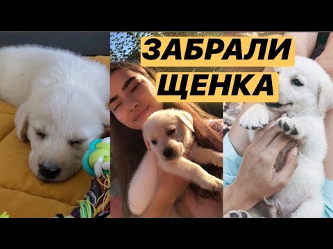 Видео: Купили щенка, первый день дома