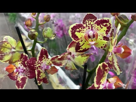 Видео: Предновогодний ОРХО-променад по садовому магазину. И поздравлений с НГ25 чуть-чуть.