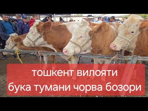 Видео: Факат Баракалар Тошкент вилояти Бука тум чорва бозори 26.10.2025 