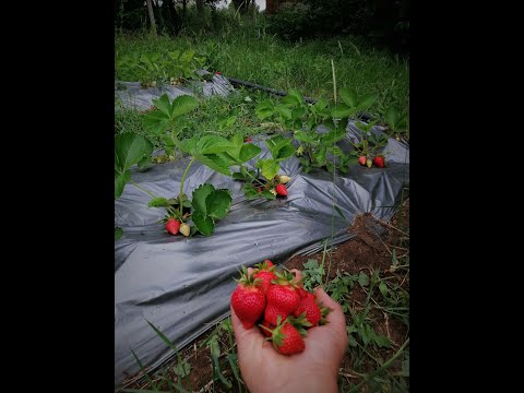 Видео: Ягоди.Три основни грешки докато ги отглеждаме.