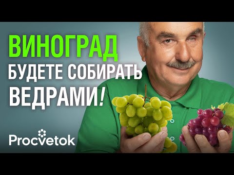 Видео: У ВАС БУДЕТ ОГРОМНЫЙ УРОЖАЙ СПЕЛОГО СЛАДКОГО ВИНОГРАДА! Чем подкормить и обработать, как пасынковать