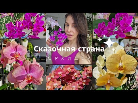 Видео: Путешествуем по сортам: Бейби Динамит, Карина, Сапорита, Квин Бир.