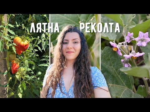 Видео: Всичко расте! Лятна градина, грижи и реколта 🍅
