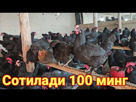 Видео: Тухумлаб турган кора товуклар сотилади