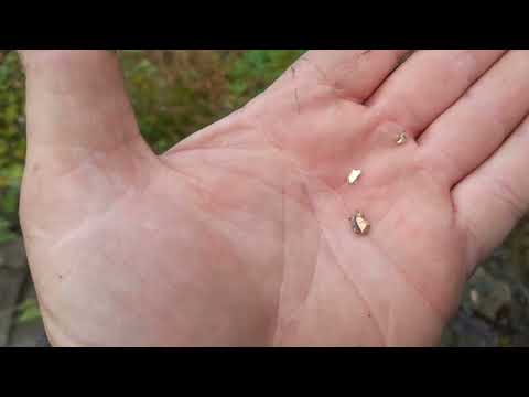 Видео: Злато от природата