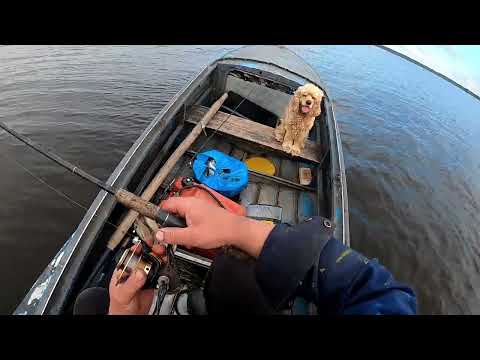 Видео: Бешеный клёв крупного окуня на спиннинг