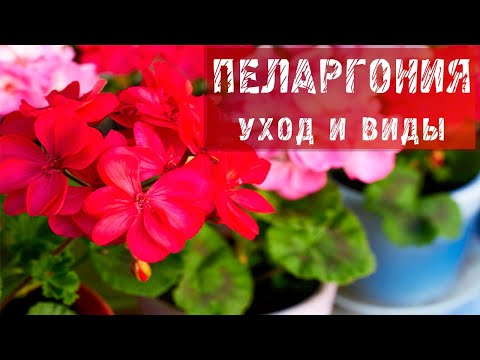 Видео: ПЕЛАРГОНИЯ! ВИДЫ И УХОД ЗА ПЕЛАРГОНИЕЙ!