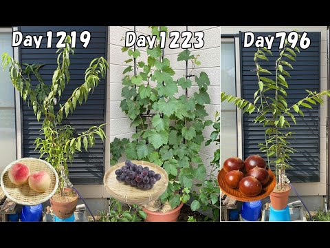 Видео: Плодоносят ли плодовые деревья (персики, каштаны, виноград), выращенные из семян, через 3 года?