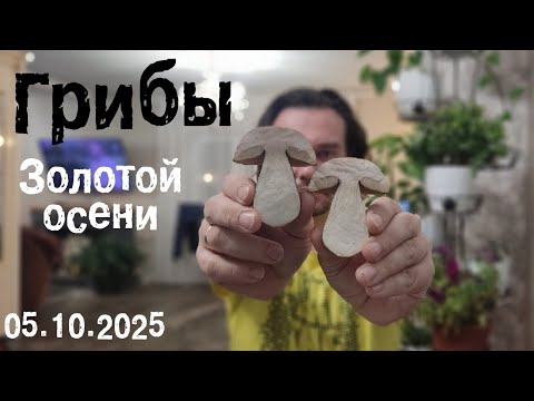 Видео: Грибы золотой осени 05.10.25
