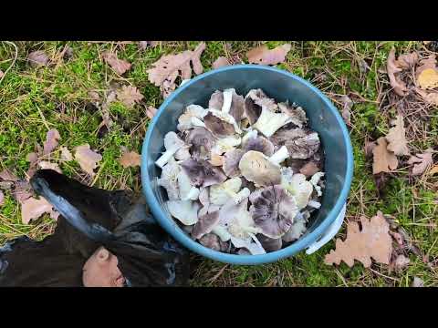 Видео: Грибы трудовые! Красивые!!!