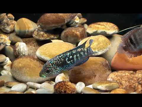 Видео: принцесса бурунди, детки. снова!