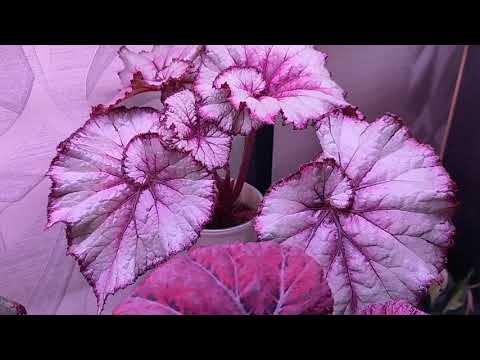 Видео: Осень🍂 вторая часть: видео о комнатных растениях 🤗 15.11.25