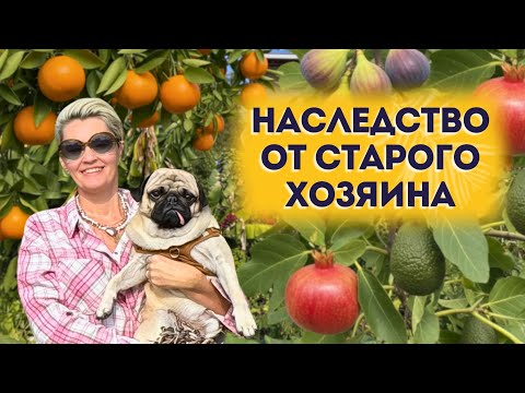 Видео: ОБЗОР САДА ТАКОГО СЮРПРИЗА МЫ НЕ ОЖИДАЛИ