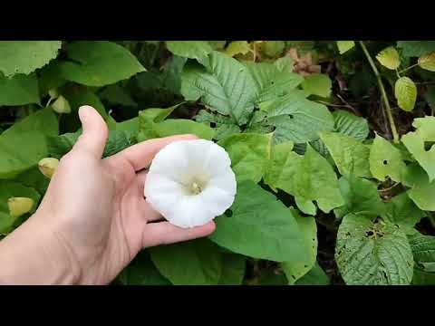 Видео: 16.07.22 Водопад Поликаря, Красная поляна (ч. 3) #краснаяполяна #поликаря