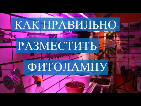 Видео: Фитолампы. Как правильно разместить фитолампу.