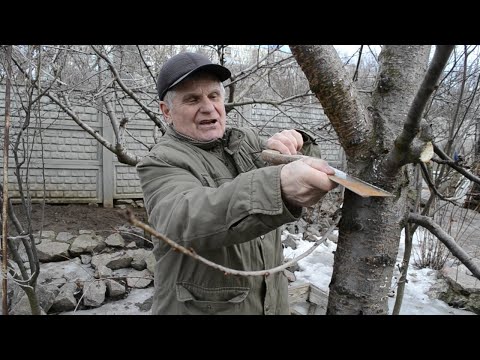 Видео: Это должен знать каждый садовод. Кербовка деревьев