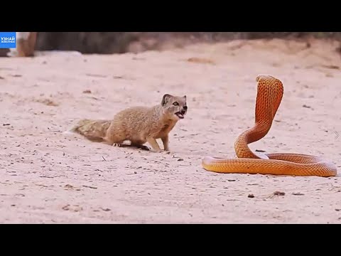 Видео: Мангуст Друг Человека и Храбрый Боец Против Кобры и Черной Мамбы!