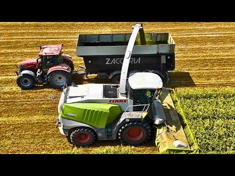 Видео: ПШЕНИЦА ИЗМЕЛЬЧЕННАЯ 2025 CLAAS JAGUAR JOHN DEERE FENDT CASE IH