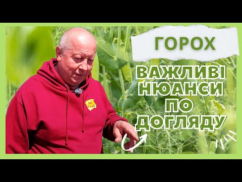 Видео: ГОРОХ⚡️ТЕХНОЛОГІЯ ВИРОЩУВАННЯ