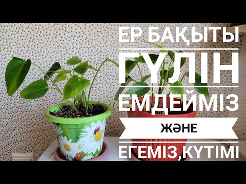 Видео: Ер бақыты гүлін емдейміз және егеміз,күтімі       #үйгүлдері #гүл #антуриум