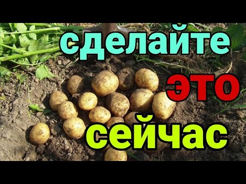 Видео: Как подготовить картофель к уборке и качественному хранению Как сделать овощехранилище
