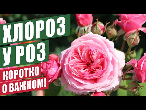 Видео: БОЛЕЗНИ РОЗ. ХЛОРОЗ. АПТЕЧКА РОЗОВОДА.
