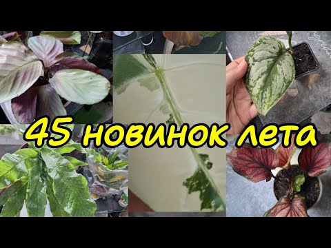 Видео: Новинки коллекции лета 2025.