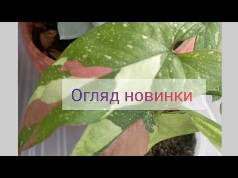 Видео: Огляд новинки ☘️🔥 Орхідея з уцінки 🌺 її стан зараз 🌱