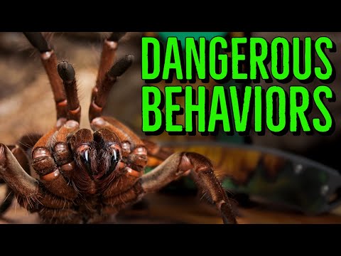 Видео: Пять ОПАСНЫХ поступков смотрителей тарантулов!