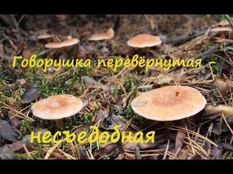 Видео: Говорушка перевёрнутая - несъедобный  гриб.