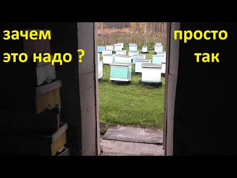 Видео: пробую третий мой способ зимовки запасных маток