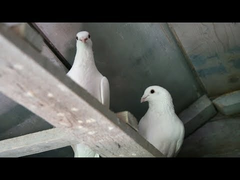 Видео: Как завести голубей.Выбор первой породы голубей.