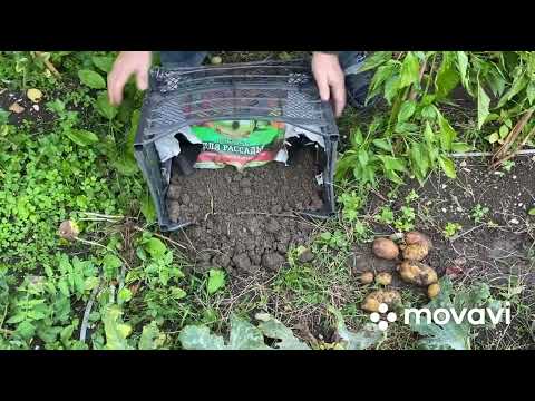 Видео: Выращивание картофеля в ящиках.