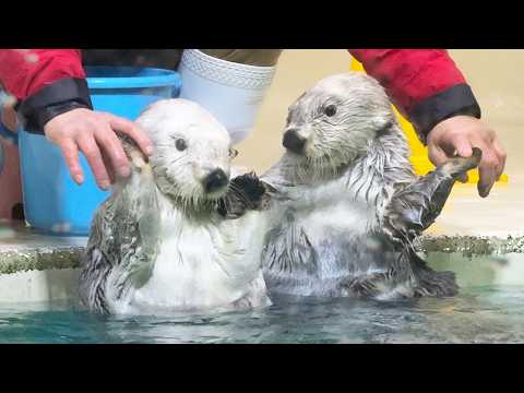 Видео: Морские выдры умеют делать трюки!? Самый милый аквариум с морскими выдрами в Японии!