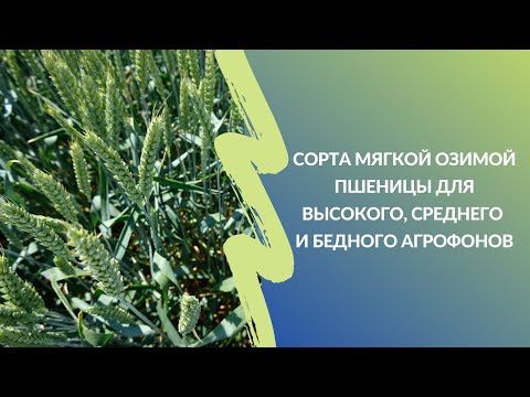 Видео: Сорта мягкой озимой пшеницы для высокого, среднего и бедного агрофонов