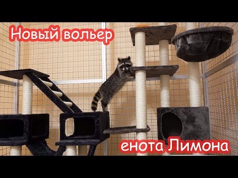 Видео: Новый вольер енота Лимона