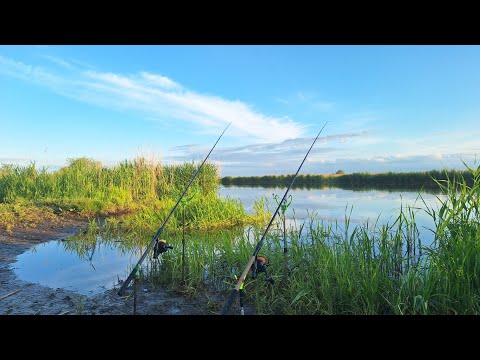 Видео: Дністер. Вечірня рибалка перейшла в нічну. Ловля карася з дідусем на річці. Риболовля 2025