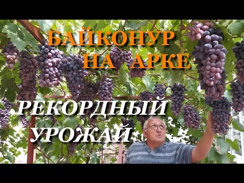 Видео: БАЙКОНУР НА АРКЕ: ПОЧТИ 100 ГРОЗДЕЙ  С КУСТА! Съемка С. Криули 6 сентября 2020 г.