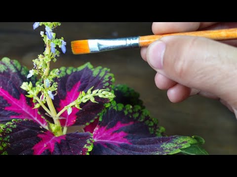 Видео: 🍁 Новые ЦВЕТА для ваших домашних кретонов, выращенных из семян