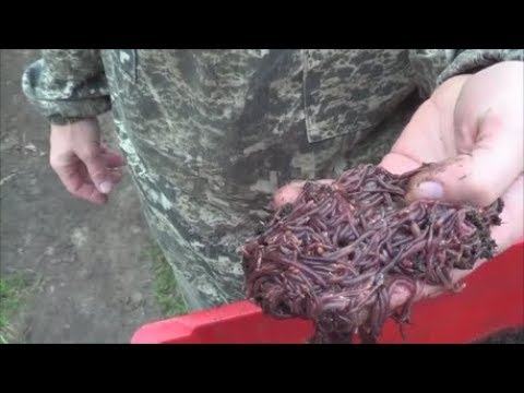 Видео: Старатель черви Старатель