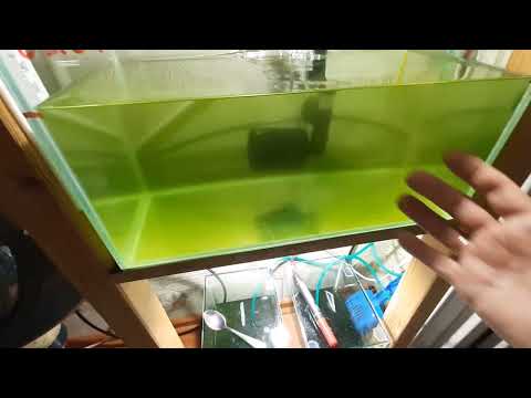 Видео: Прошло 4 недели, засол от 04.06.2025г.