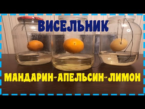 Видео: ВИСЕЛЬНИКИ НА ЦИТРУСАХ. ДЕГУСТАЦИЯ, РЕЦЕПТ, ТЕХНОЛОГИЯ!!!