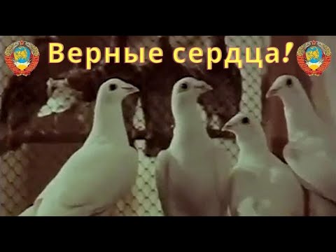 Видео: Верные сердца! #почтовые #голуби
