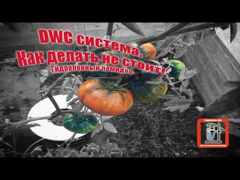 Видео: DWC система.Гидропонный помидор.Советы начинающим,делюсь опытом.