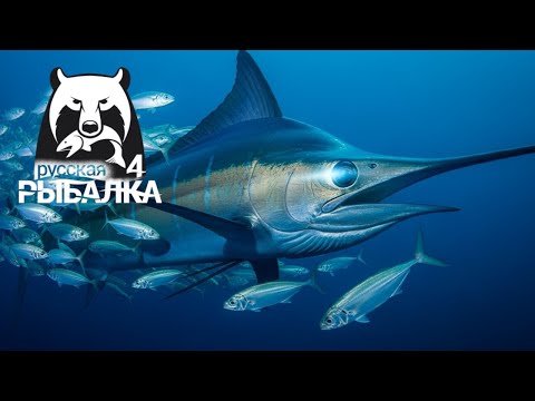 Видео: Русская Рыбалка 4 🐠🐳🐠 Russian Fishing 4